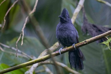 A bird with a mohawk-style crest is observing its surroundings.