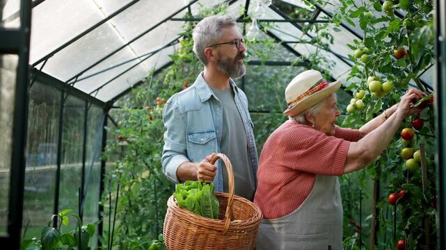 Family work in greenhouse, old mother and son harvesting tomatoes.