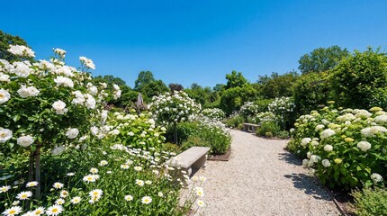 Serene garden path with white roses and green trees