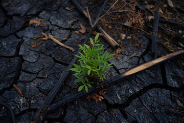 Fototapeta premium Shelter in the Burned Forest
