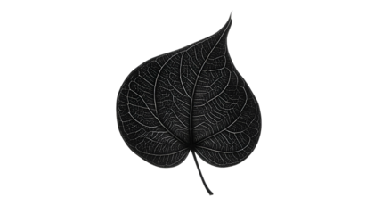 A single, detailed grayscale leaf with prominent veins against a stark black background