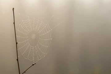 Intricate dewdrop spiderweb on a solitary twig in soft misty morning light