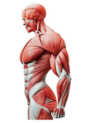 Detailed Human Anatomy Model Highlighting Musculature and Structure