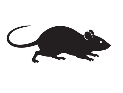 Rat white background.
