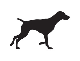 Sporting Dog in silhouette white background.
