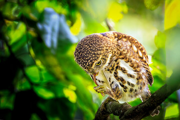 Close-up of a Collared Pygmy Owl feeding on prey on a tree branch, green forest background.