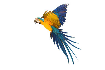 Colorful flying Blue and Gold Macaw parrot isolated on transparent background png file	