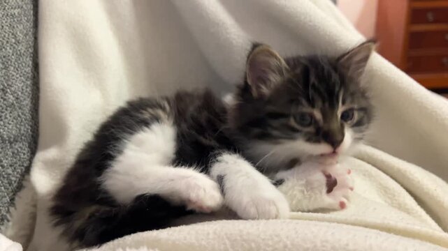 Gatito mestizo lami&eacute;ndose las patas con ternura