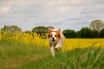 A cute little brown and white mixed-breed dog runs around happily on a lawn in a rapeseed field