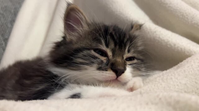 Primer plano de gatito mestizo durmiendo tiernamente