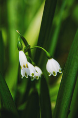 Flor da delicadeza e pureza para trazer sorte