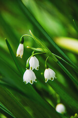 L&iacute;rio do vale, a flor da pureza e delicadeza que tr&aacute;s a sorte