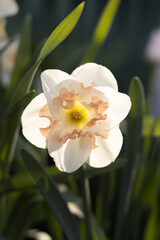 Daffodil