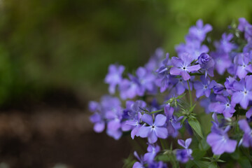 Creeping Phlox