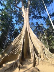 This 400-year-old tree is located in Uthai Thani Province, Thailand, on private property, but is open to the public for free.
