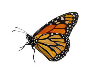 Vivid, detailed side view of a monarch butterfly against a solid black background