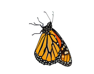 A vibrant monarch butterfly with striking orange and black wings, isolated on a black background (2)