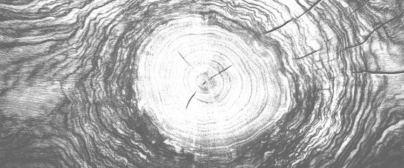 Vector Abstract Wood Organic Monochrome Line Texture for Modern Design	