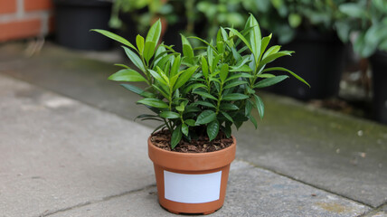 Small green leafy plant in a terracotta pot on a concrete surface small plant green leaves