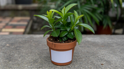 Small green plant in a brown pot with a white label on a concrete surface small plant