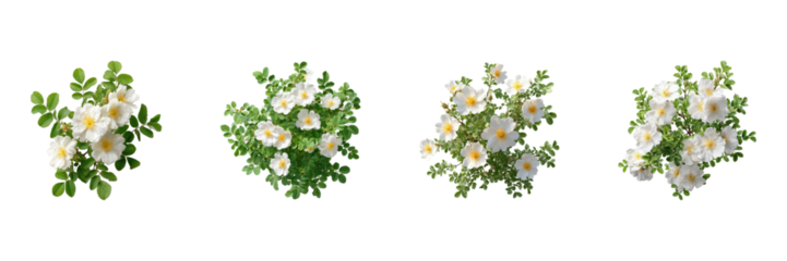 Wild Rose Bushes Set. Natural Floral Arrangement And Botanical Design Collection Isolated On Transparent Background