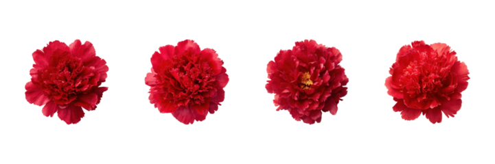 Red Peony Flowers Set. Floral Arrangement And Decoration Collection Isolated On Transparent Background