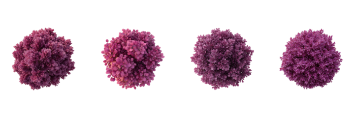 Purple Flowering Shrubs Set. Botanical And Landscaping Design Collection Isolated On Transparent Background