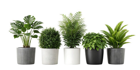 Obraz premium A diverse collection of five indoor plants in various decorative pots