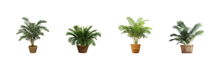Potted Palm Plants Collection. Indoor Greenery And Home Decor Inspiration Set Isolated On Transparent Background