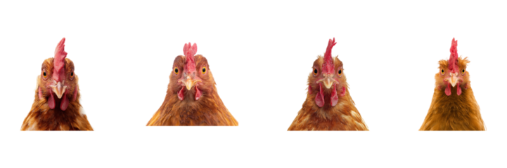 Four Chicken Portraits Set. Poultry Farming And Livestock Collection Isolated On Transparent Background