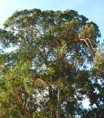 Common eucalyptus tree eucalyptus globulus