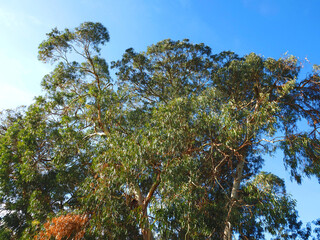 Common eucalyptus tree eucalyptus globulus