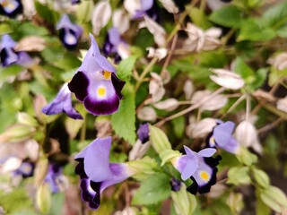 Purple Wishbone Flower in Garden — Torenia fournieri