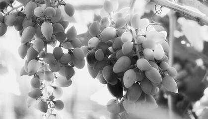Grape Clusters Ripe Hanging Closeup Monochrome. Vineyard Harvest Organic Blackwhite Detail