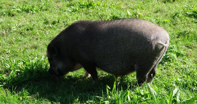 Close-up a black pig foraging on green grass