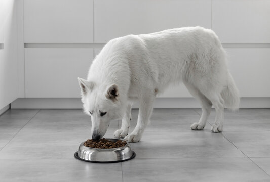 White Swiss Shepherd dog eating dry food from a metal bowl in a modern white kitchen. Food delivery for happy domestic animals, little best friends. Pet shop. Animal feed. Correct nutrition for dogs