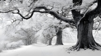 Breathtaking Snowy Vista: A Timeless Winter Scene of a Rugged Forest with Ancient Trees Draped in Pristine White Shimmering Ice