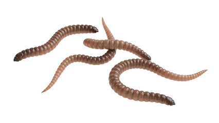 Close-up of Several Earthworms on Black Background