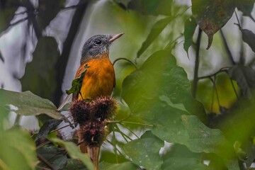 A brightly colored bird perched on a cluster of annatto fruits.