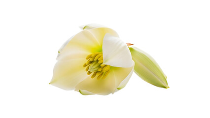 Isolated White Yucca Flower Close Up