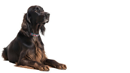 Elegant Gordon Setter Dog Isolated