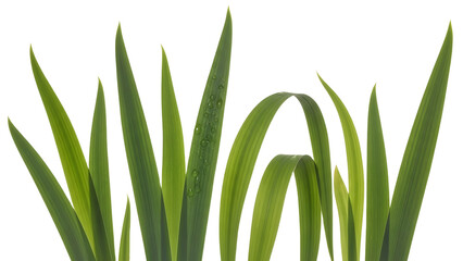 Fresh Green Grass with Water Droplets