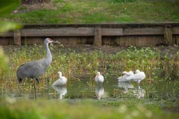 sandhill crane stands in a beautiful pond in Pasco County, Tampa Bay, Florida, surrounded by graceful white egrets wading nearby