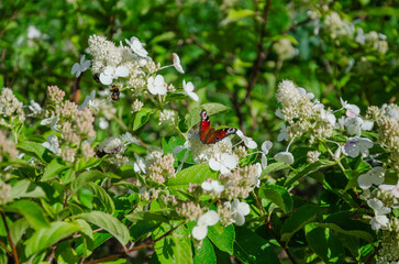 A beautiful butterfly sits on a large-leaved hydrangea in the garden