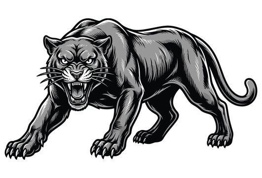 Black panther roaring aggressively