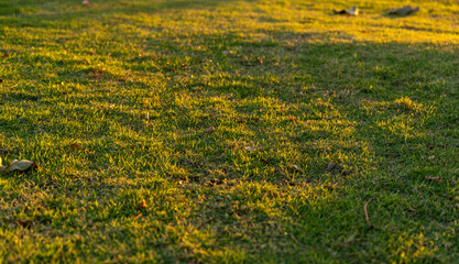 Golden sunlight softly illuminates a green grassy field, creating a calm and peaceful atmosphere in the late afternoon.