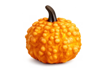 Orange warty gourd showing a dark stem for autumn, harvest, and fall decoration concepts, with a transparent background