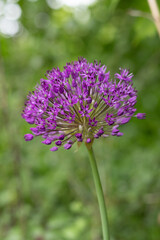Allium