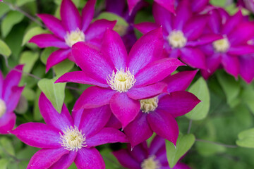 Clematis