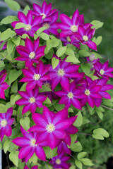 Clematis